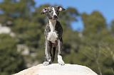 WHIPPET 110